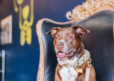 The Noble Dog Hotel